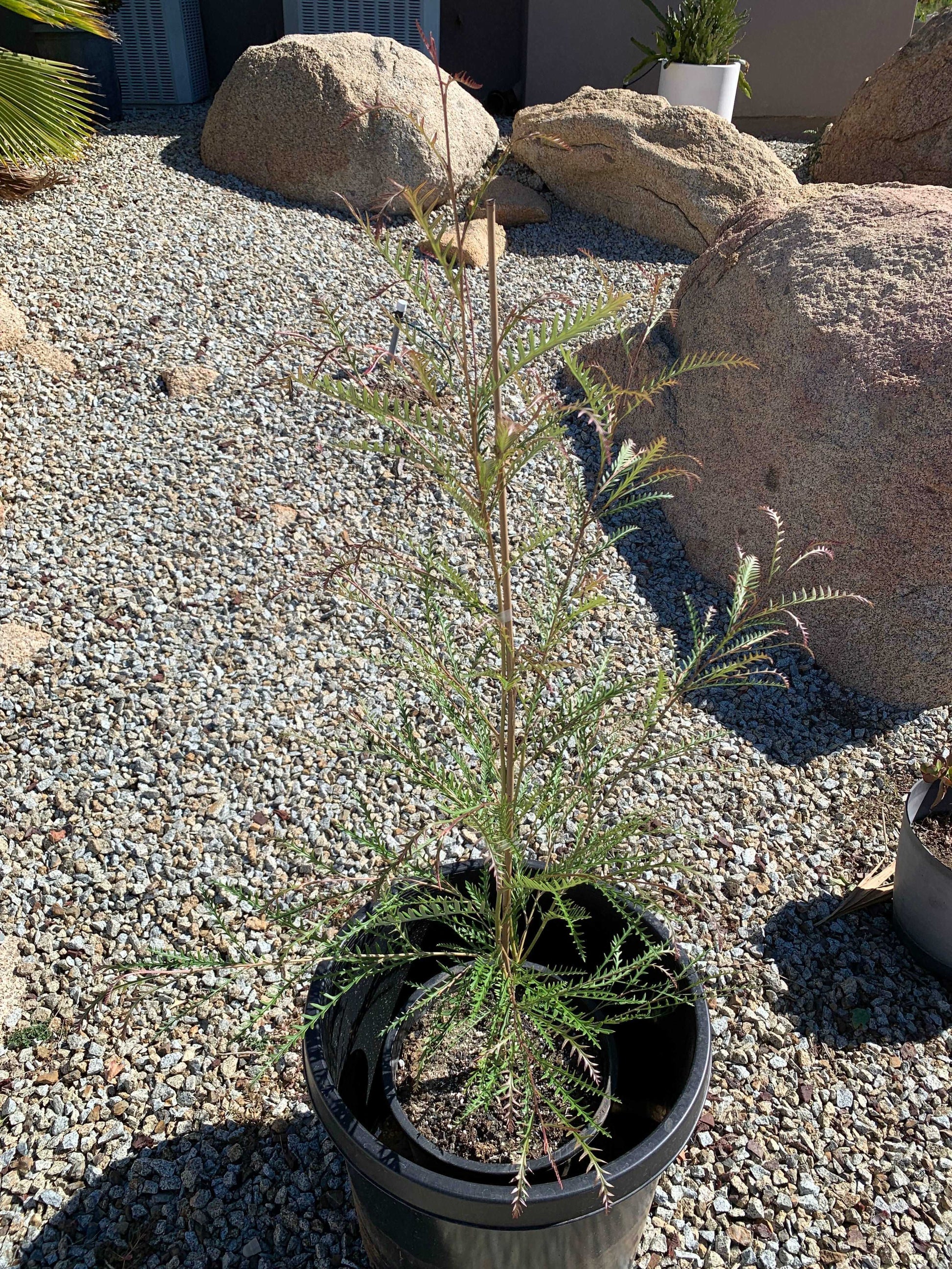 GREVILLEA 'Ivanhoe' - Hardy Evergreen Plant for Vibrant Gardens - Bonte Farm