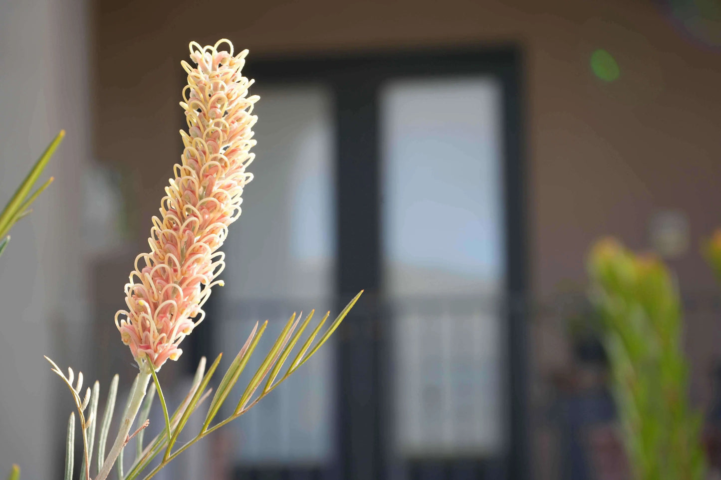 GREVILLEA 'Kay William' Plant - Attract Wildlife Gardens - Bonte Farm