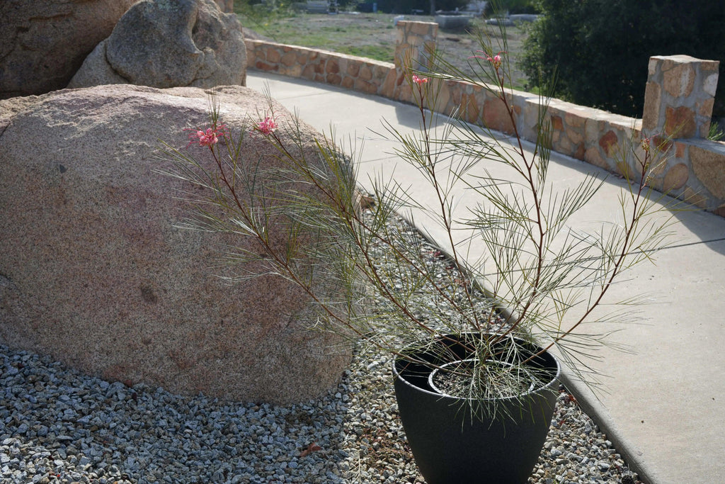 Grevillea Long John shrub with pink flowers in black pot on gravel garden path