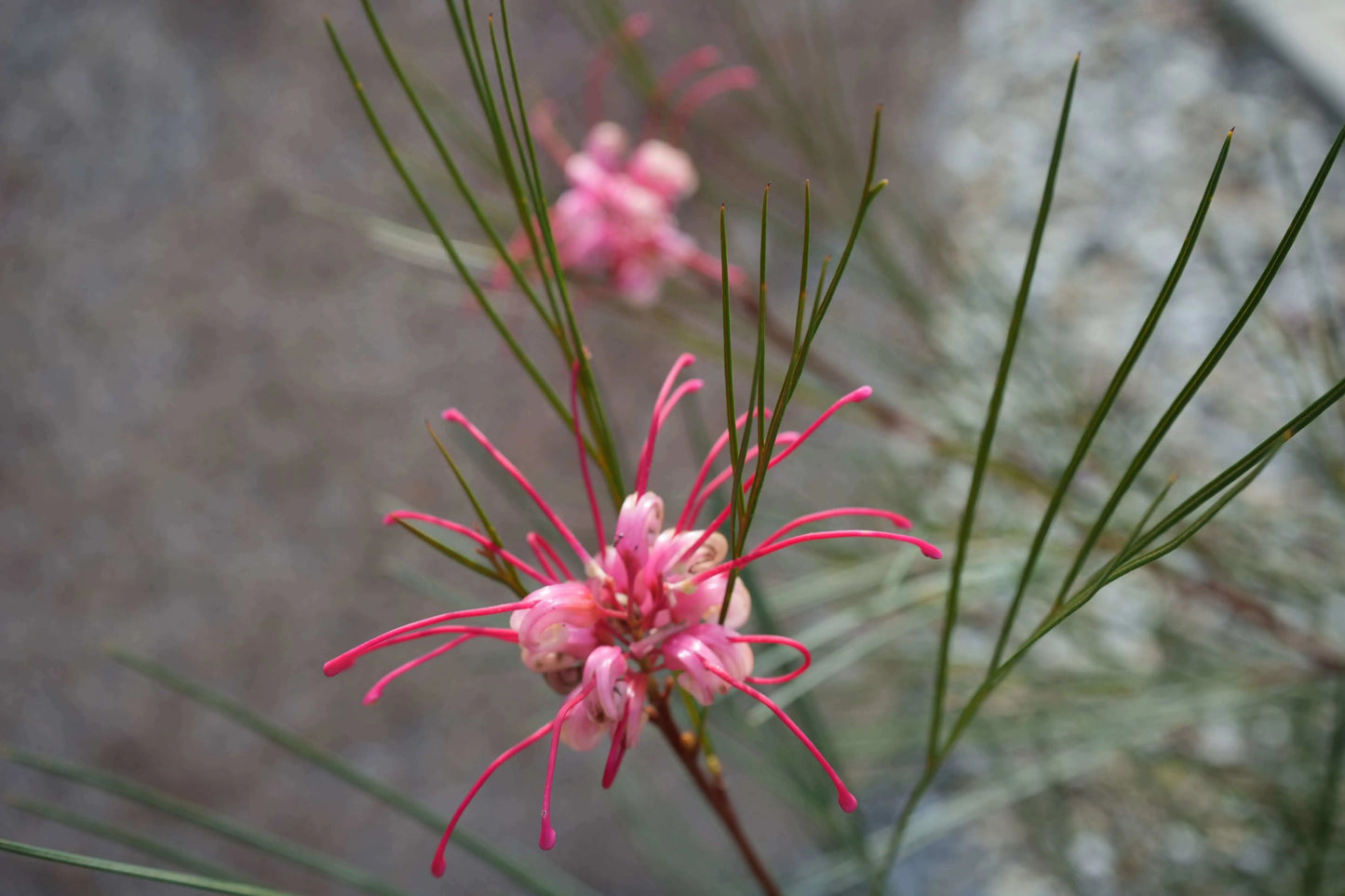 GREVILLEA 'Long John' - Unique Evergreen Shrub for Vibrant Landscapes - Bonte Farm