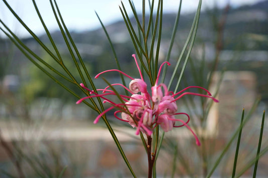 Grevillea Long John pink flowers with needle-like foliage, evergreen shrub for landscapes