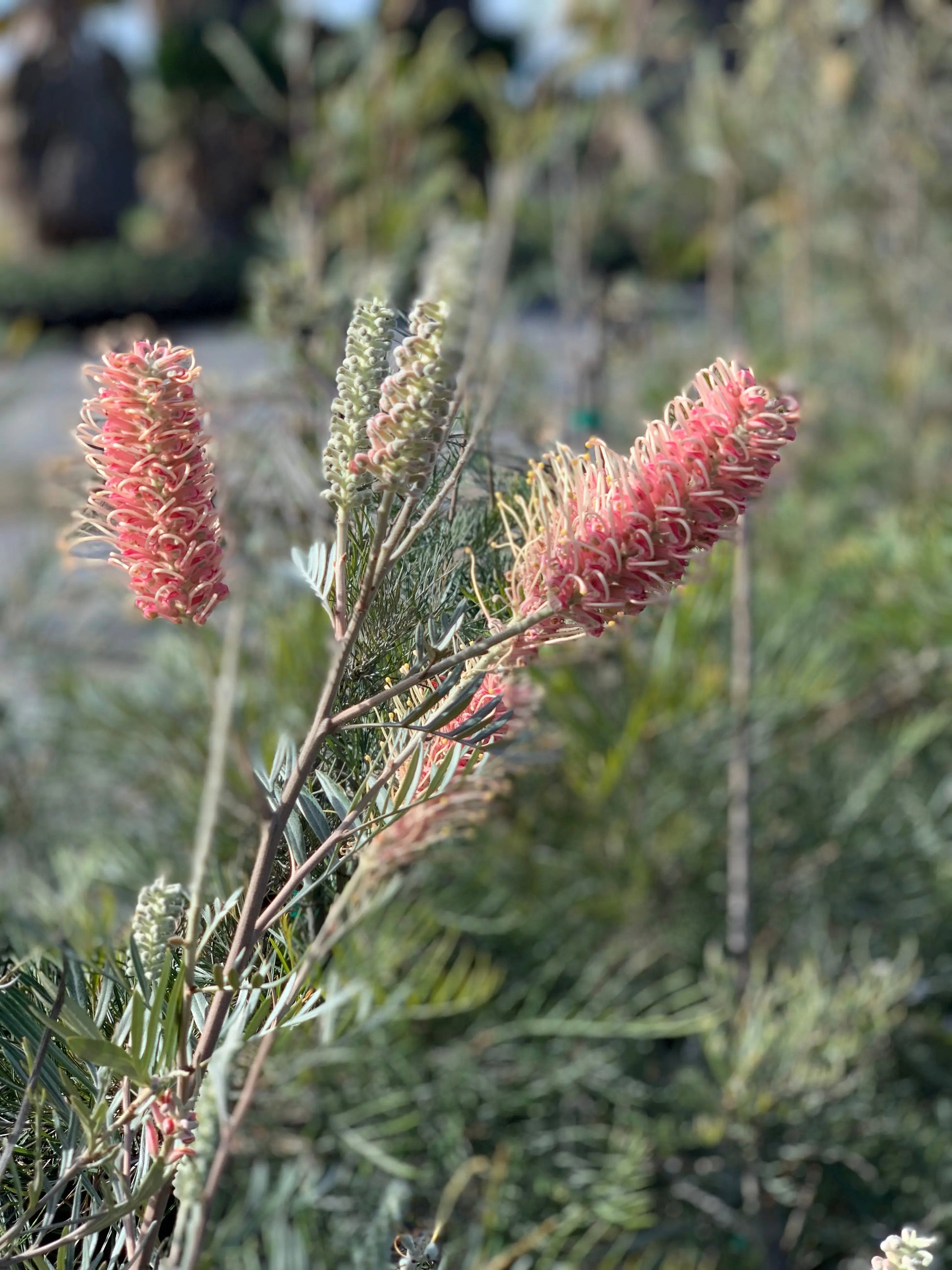 GREVILLEA 'Misty Mint' – Exotic Evergreen Shrub for Alluring Landscapes - Bonte Farm