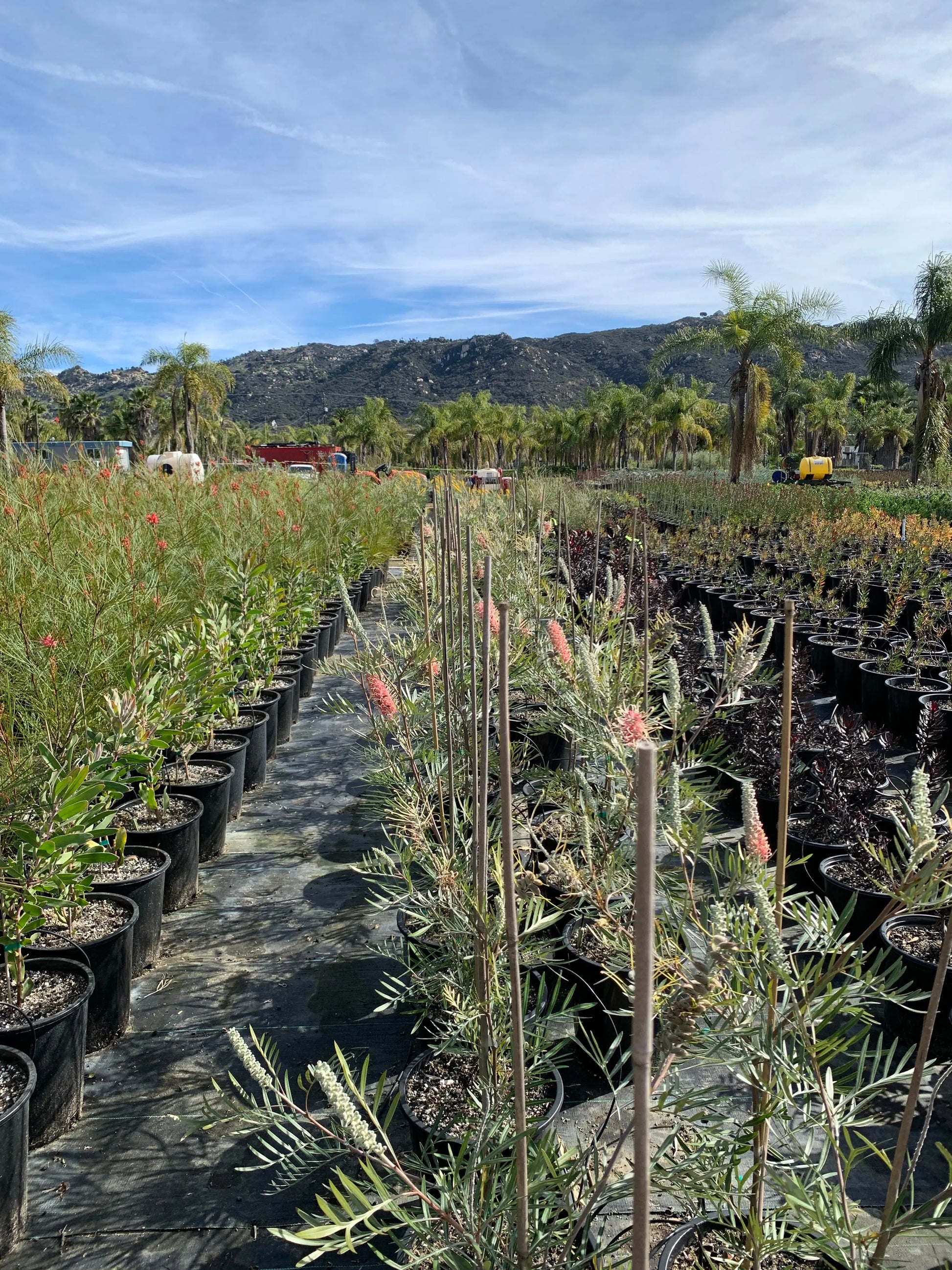 GREVILLEA 'Misty Mint' – Exotic Evergreen Shrub for Alluring Landscapes - Bonte Farm