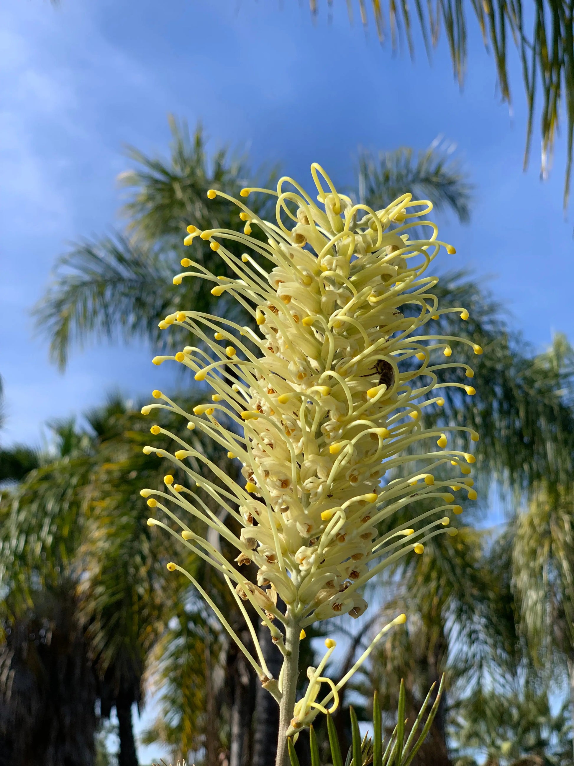 GREVILLEA 'Moonlight' Plant for Your Moon Gardens - Bonte Farm