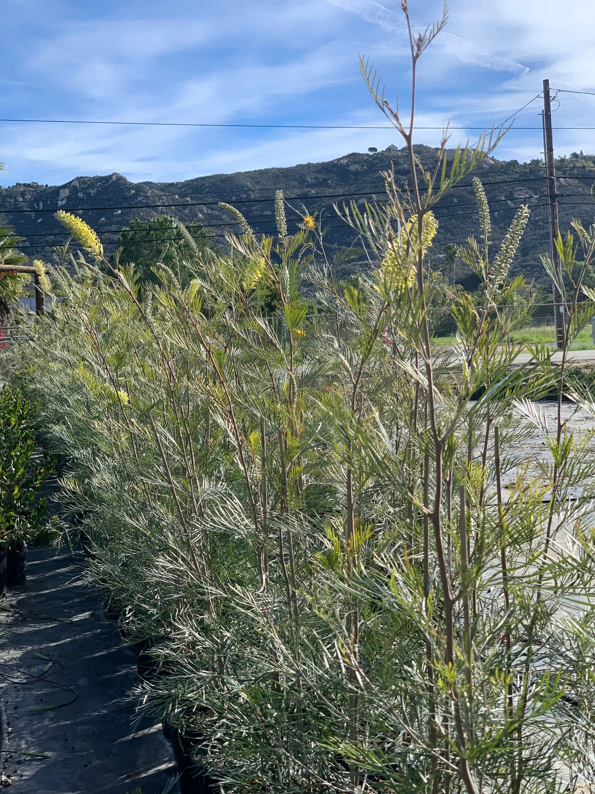 GREVILLEA 'Moonlight' Plant for Your Moon Gardens - Bonte Farm