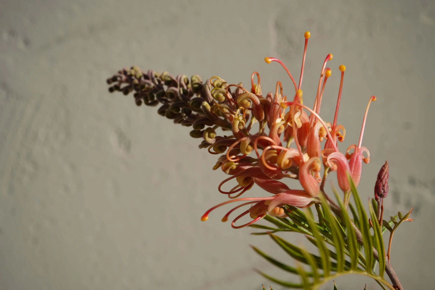 GREVILLEA 'Ned Kelly' - Hardy Plant for Your Garden - Bonte Farm