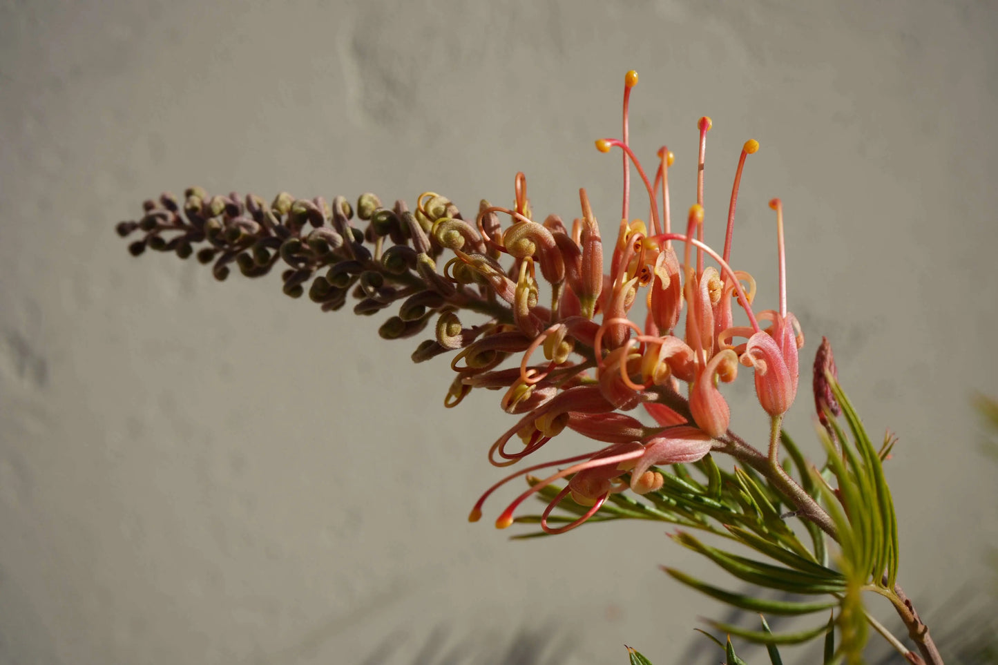 GREVILLEA 'Ned Kelly' - Hardy Plant for Your Garden - Bonte Farm