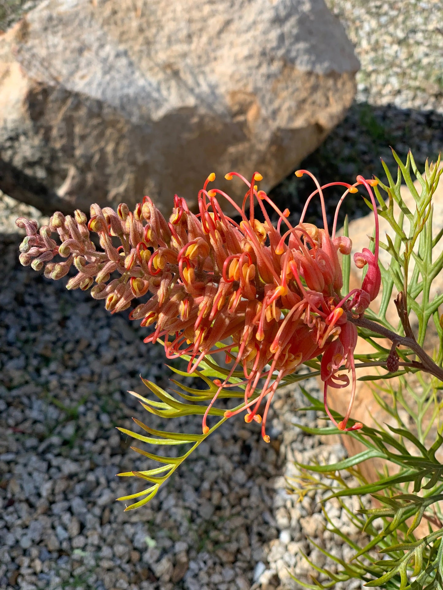 GREVILLEA 'Ned Kelly' - Hardy Plant for Your Garden - Protea Plants My Store