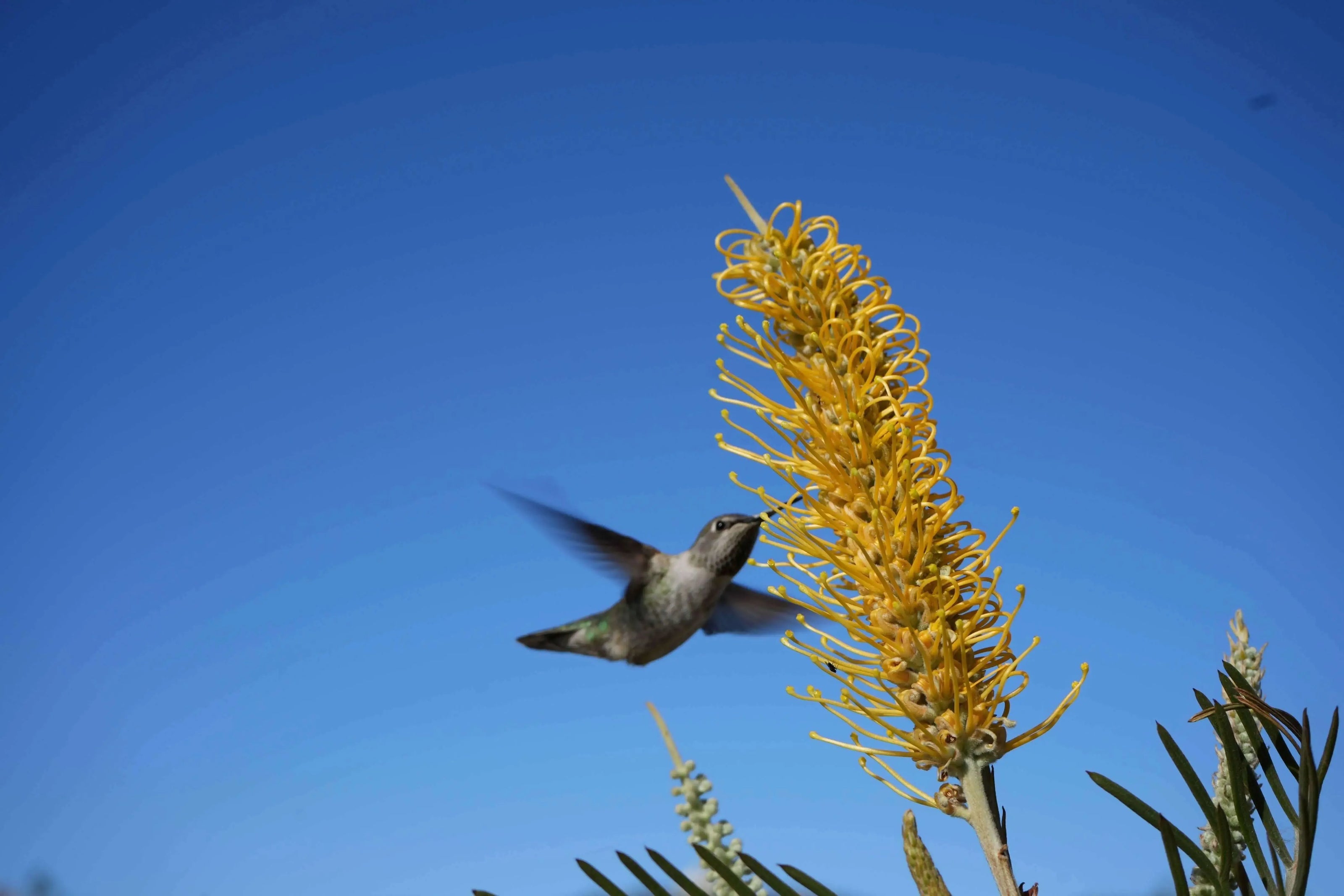 Grevillea 'Sandra Gordon' | needle-like foliage and large yellow blooms - protea plants - Bonte Farm