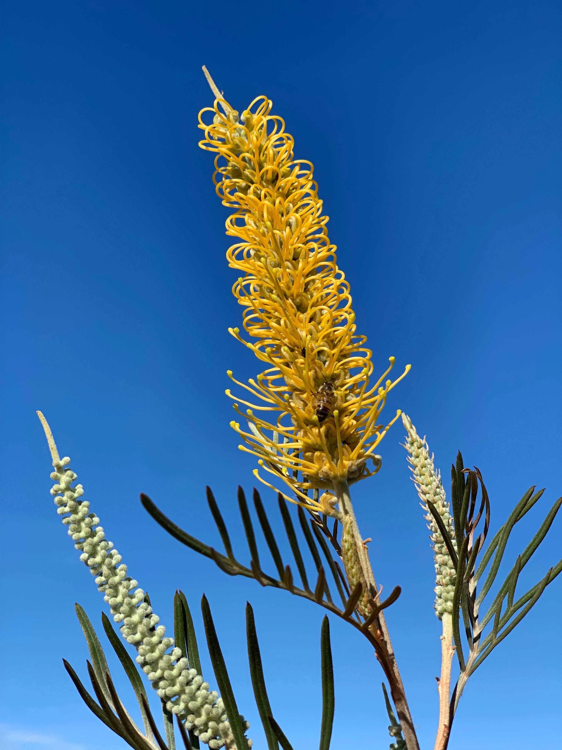 GREVILLEA 'Sandra Gordon' - Exotic Evergreen Plant | Fast-Growing - Bonte Farm