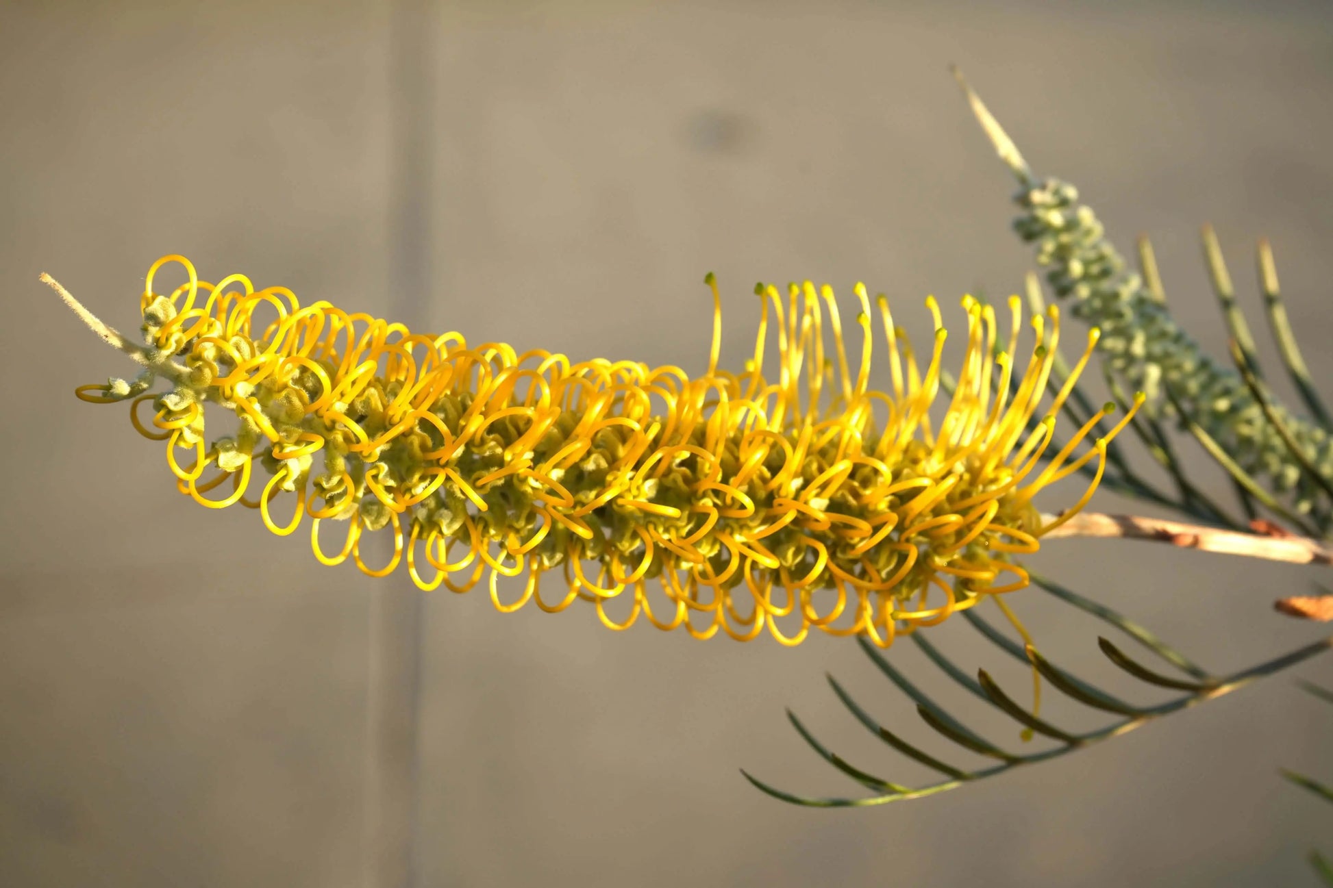 GREVILLEA 'Sandra Gordon' - Exotic Evergreen Plant | Fast-Growing - Bonte Farm