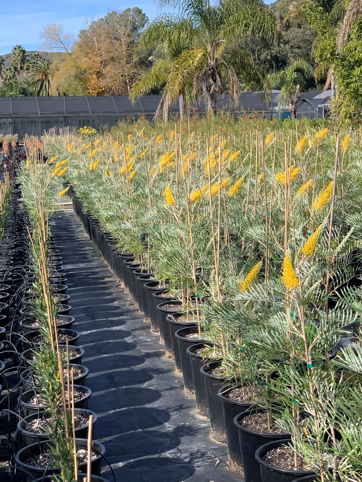 GREVILLEA 'Sandra Gordon' - Exotic Evergreen Plant | Fast-Growing - Bonte Farm