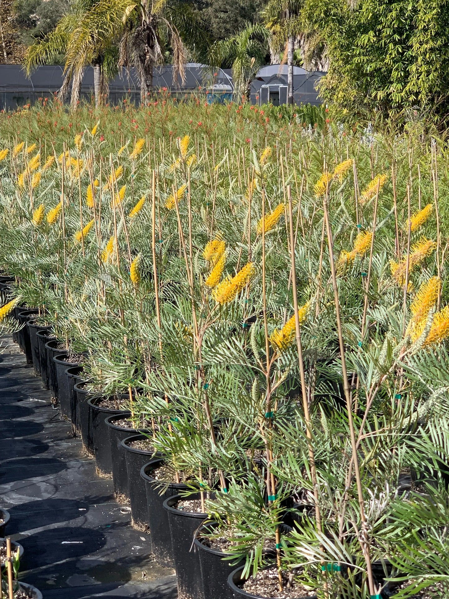 GREVILLEA 'Sandra Gordon' - Exotic Evergreen Plant | Fast-Growing - Bonte Farm