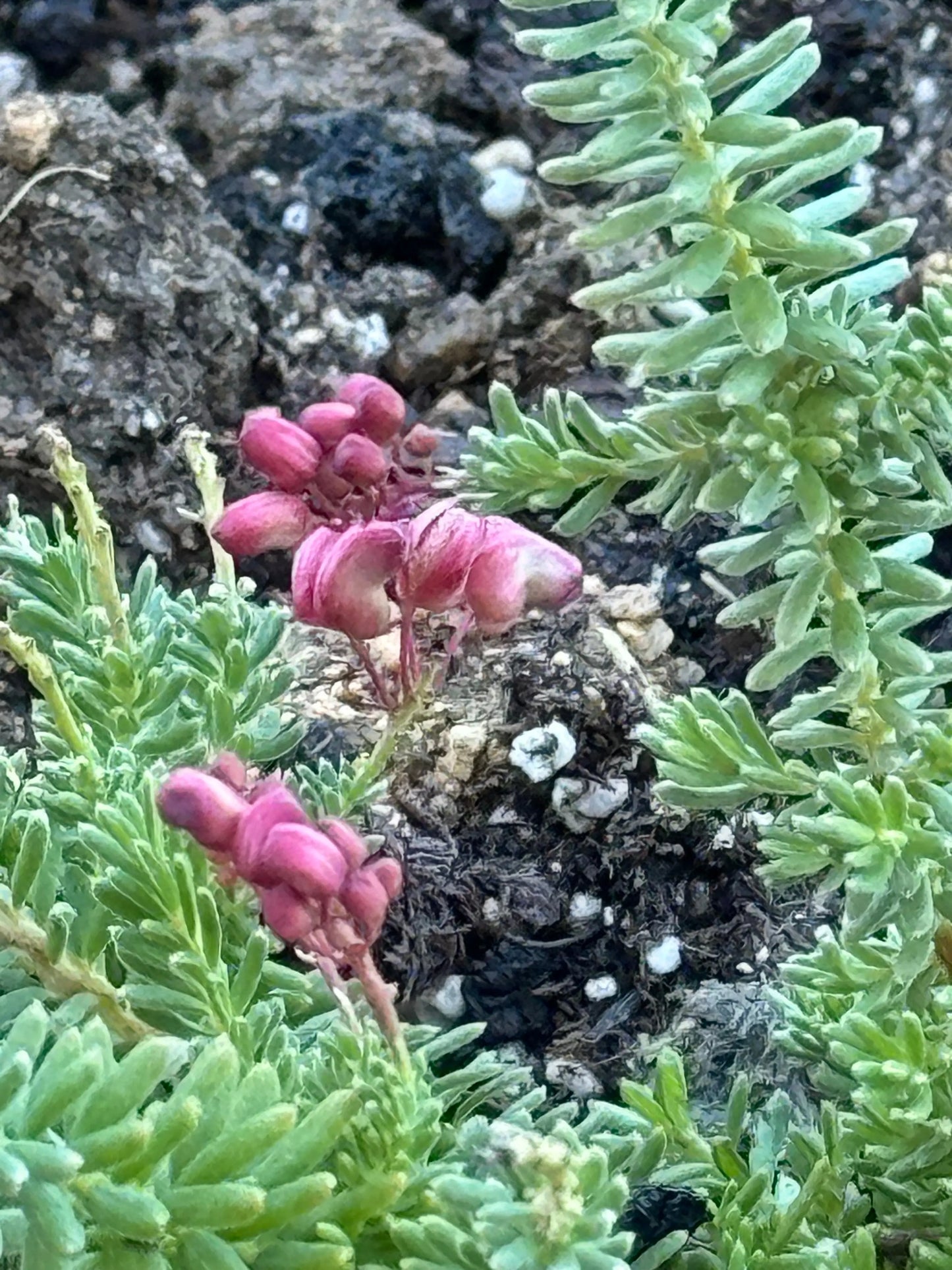 Grevillea Coastal Gem Bonte Farm