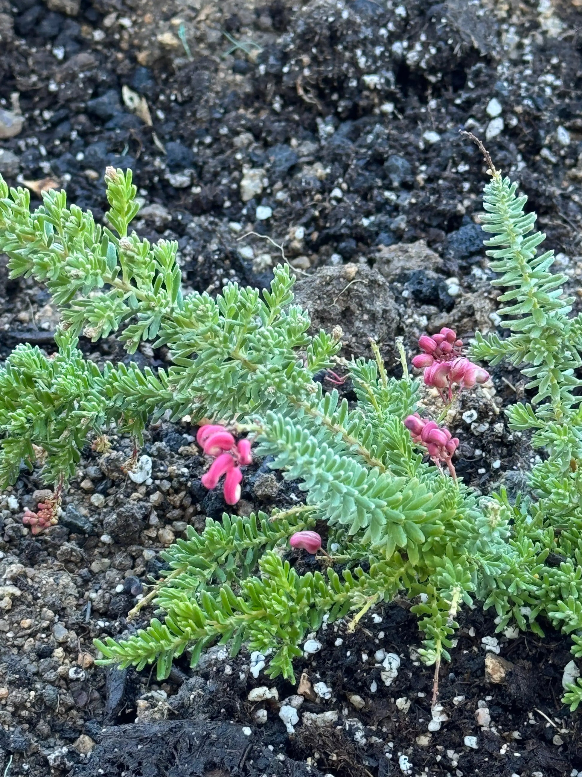 Grevillea Coastal Gem Bonte Farm