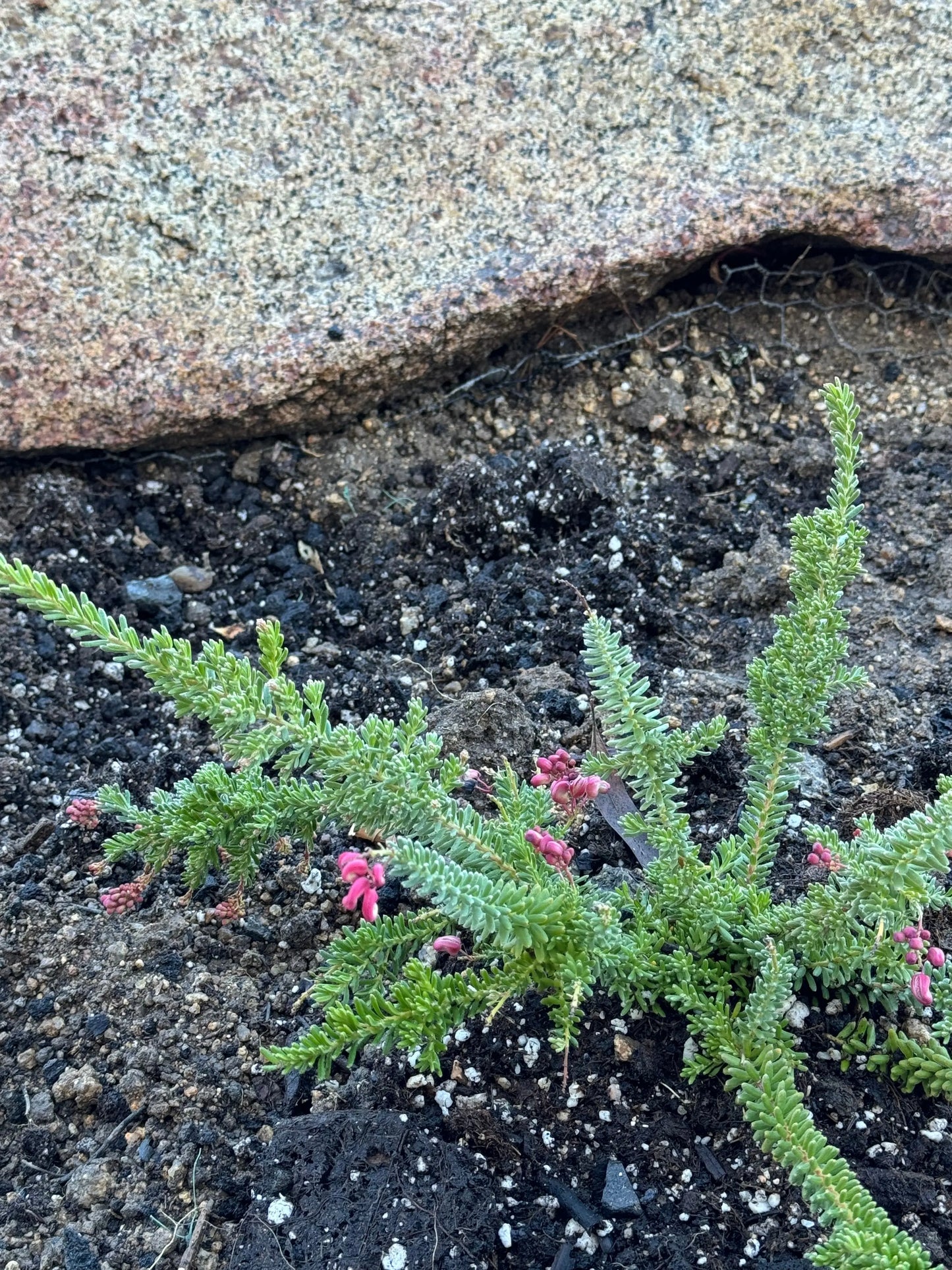 Grevillea Coastal Gem Bonte Farm