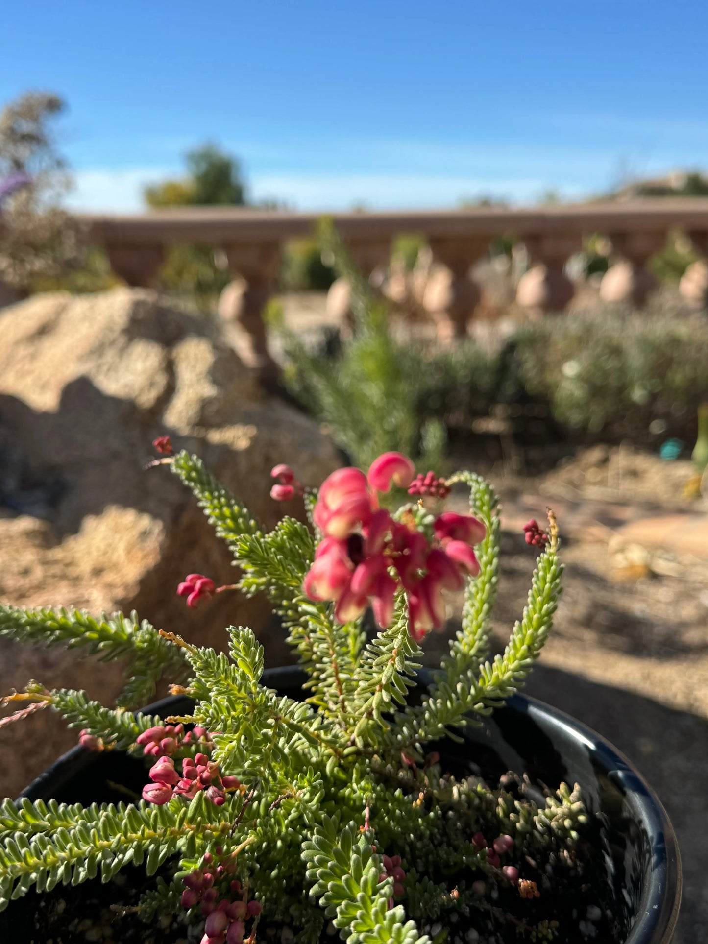 Grevillea Coastal Gem Bonte Farm