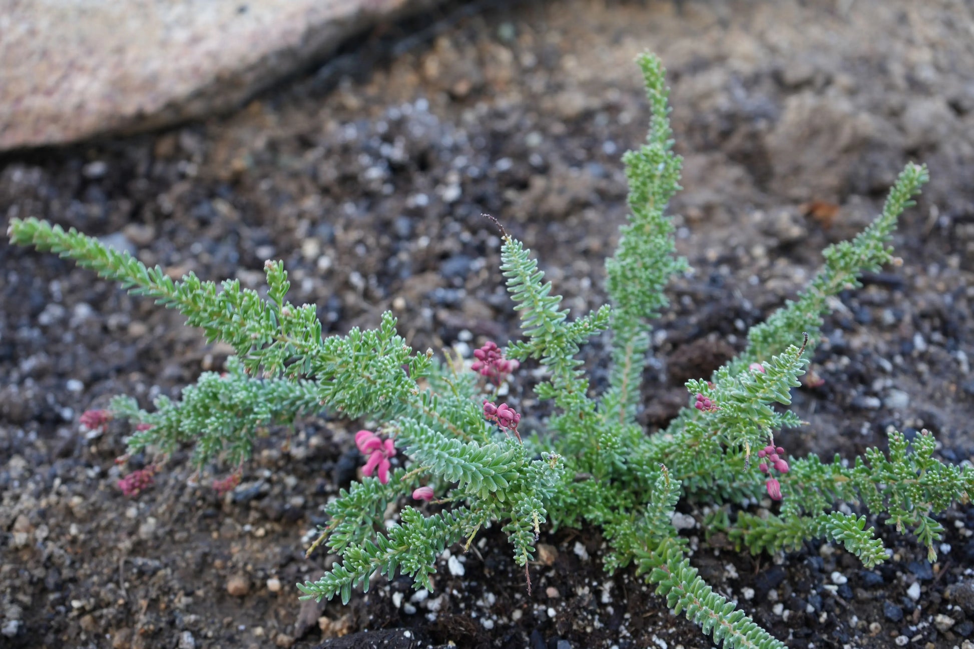 Grevillea Coastal Gem: Groundcover Beauty Bonte Farm