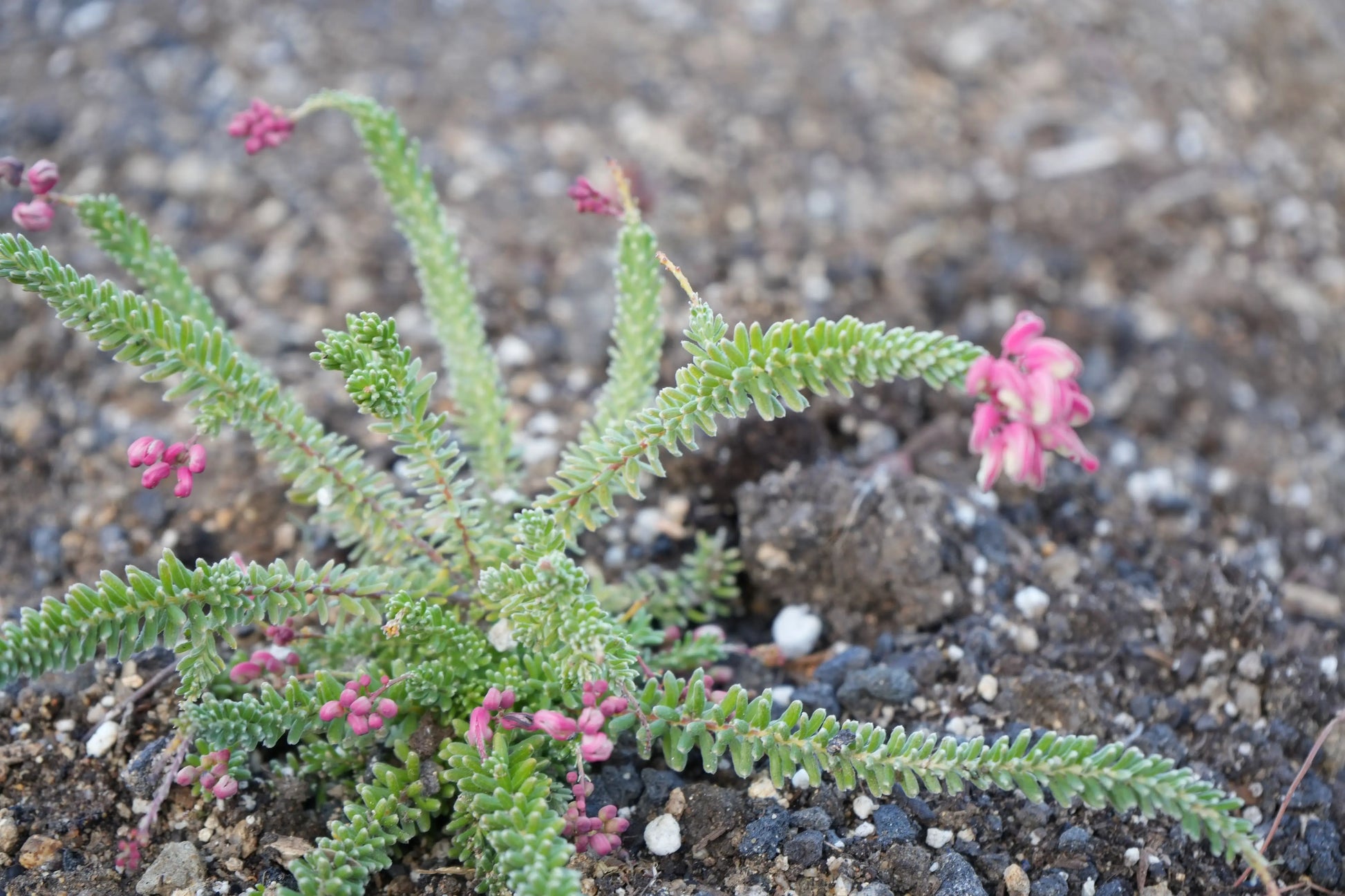 Grevillea Coastal Gem: Groundcover Beauty Bonte Farm