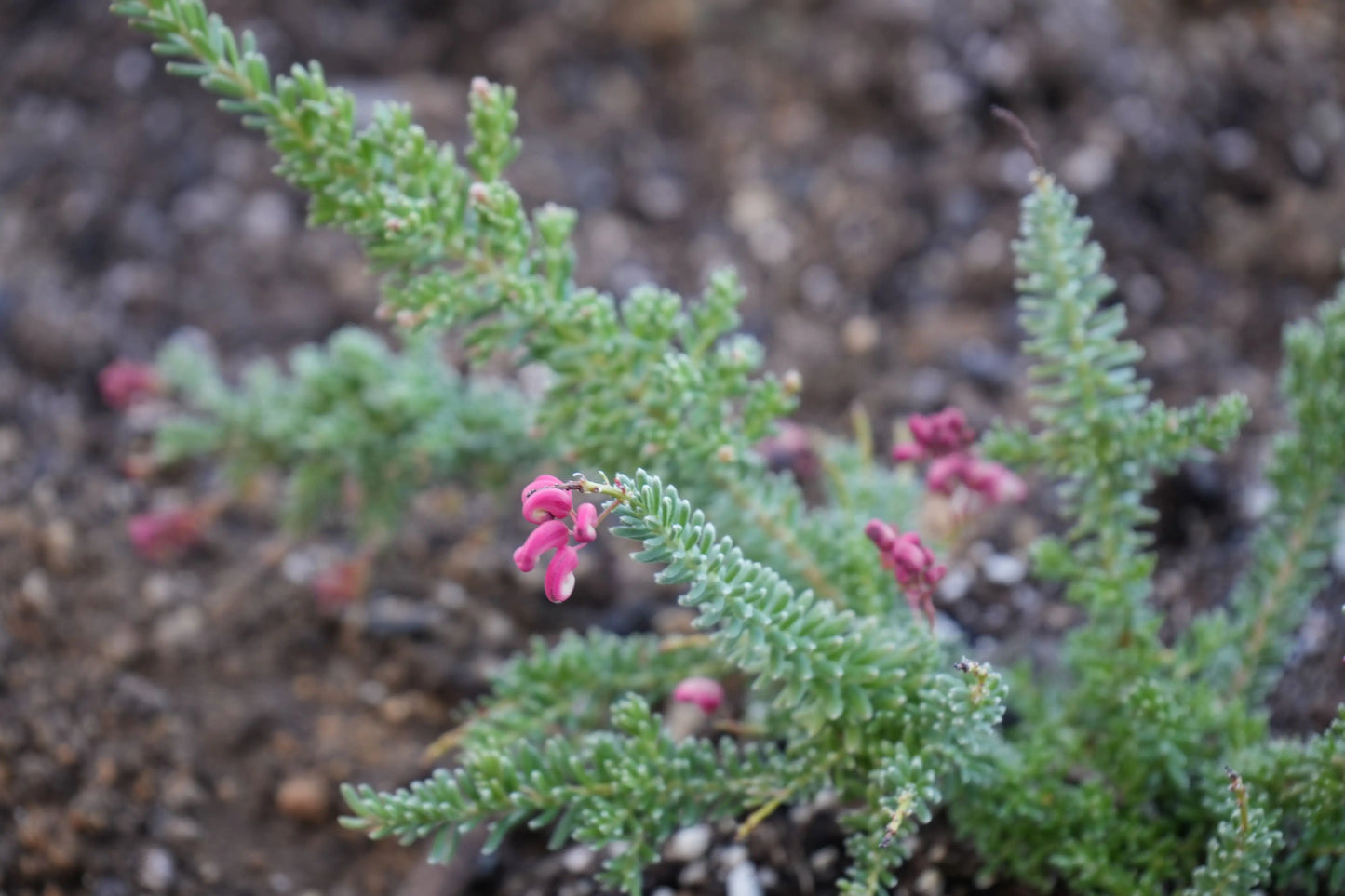 Grevillea Coastal Gem: Groundcover Beauty Bonte Farm