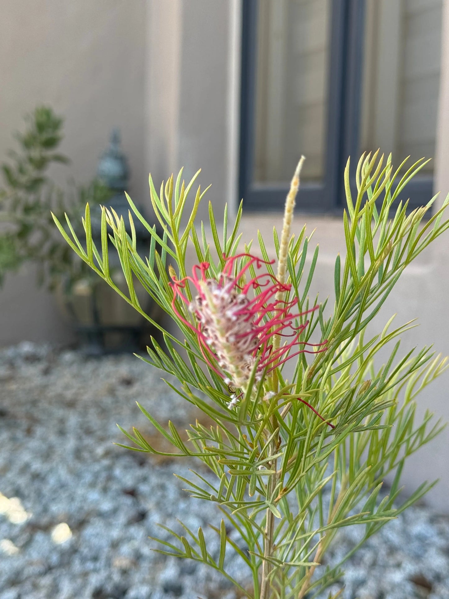 Grevillea King Celebration Bonte Farm