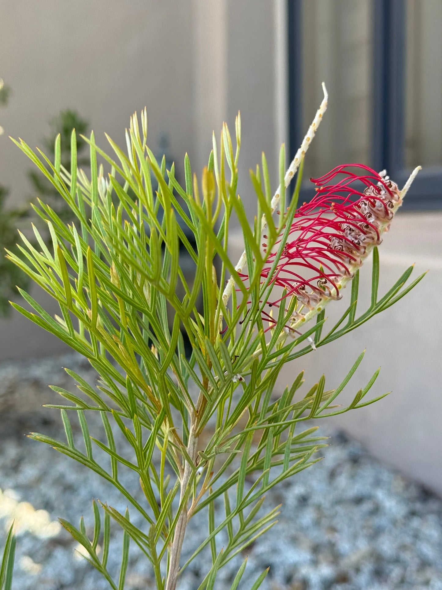 Grevillea King Celebration Bonte Farm