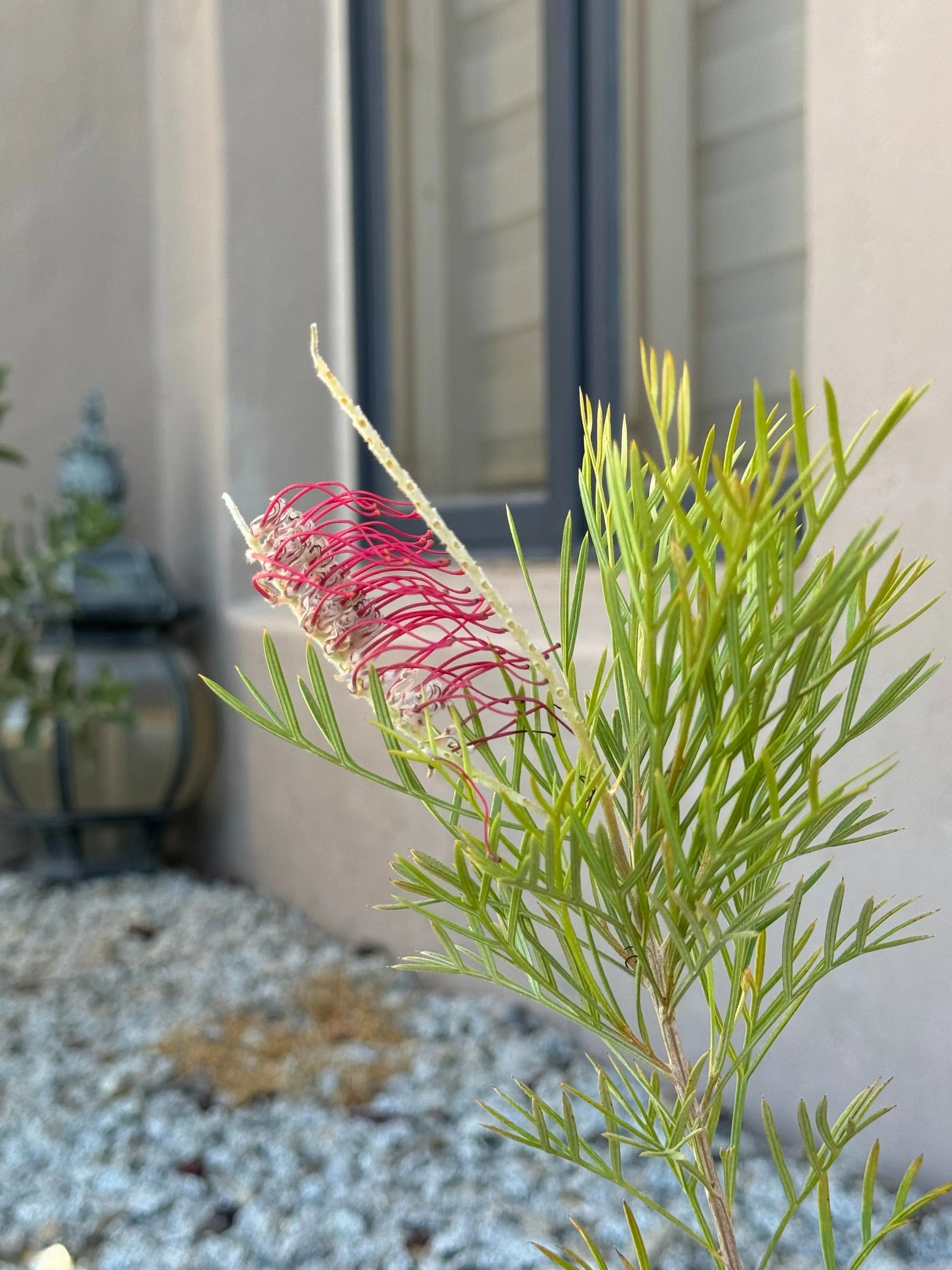 Grevillea King Celebration Bonte Farm