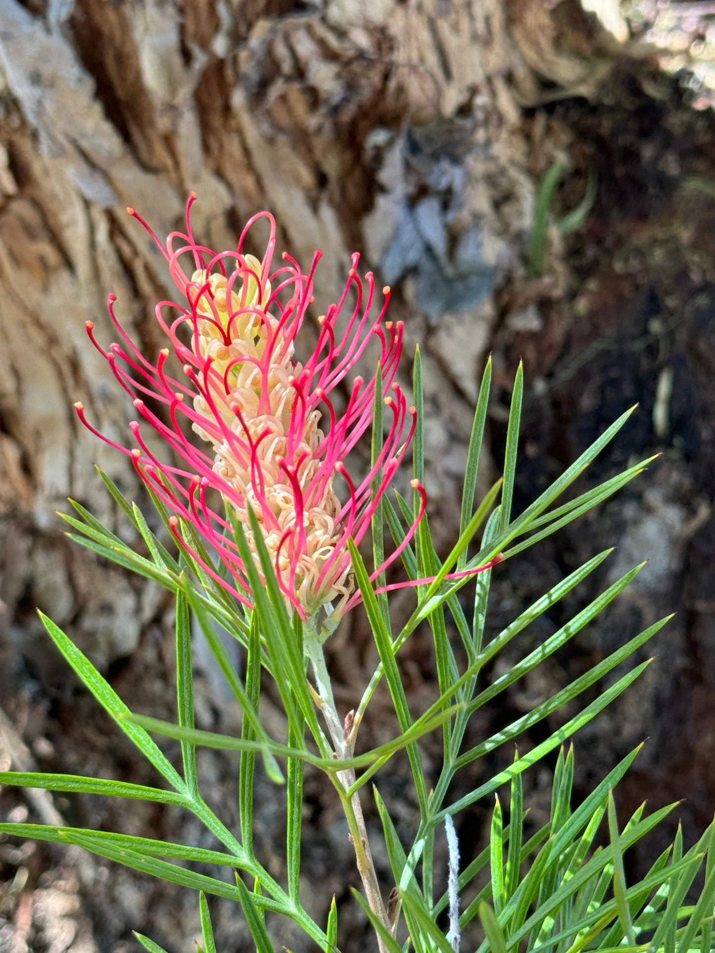 Grevillea 'Kings Rainbow' - burst of color, hardy, resilience protea plants - Bonte Farm