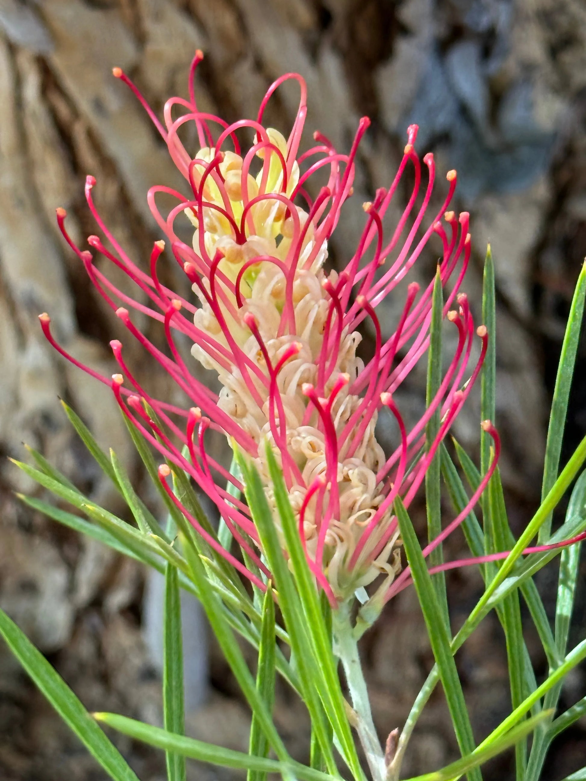 Grevillea 'Kings Rainbow' - burst of color, hardy, resilience protea plants - Bonte Farm