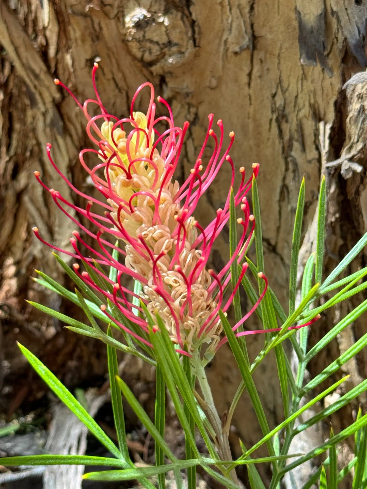 Grevillea 'Kings Rainbow' - burst of color, hardy, resilience protea plants - Bonte Farm