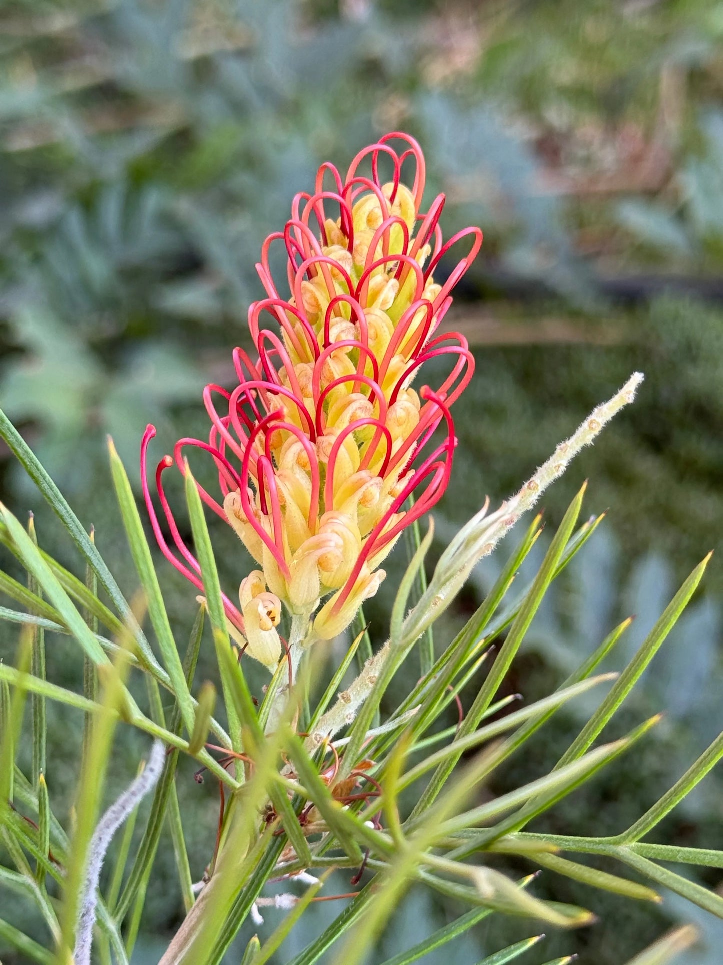 Grevillea 'Kings Rainbow' - burst of color, hardy, resilience protea plants - Bonte Farm