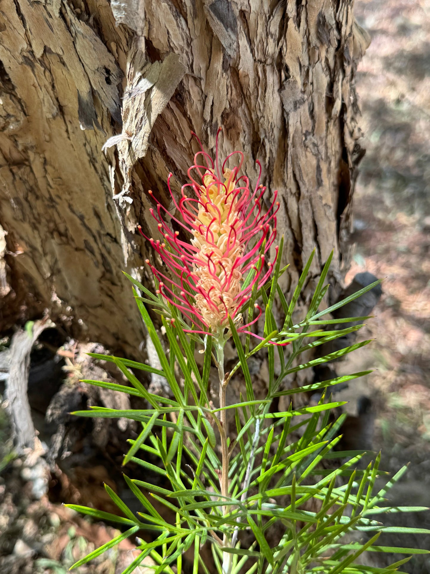 Grevillea 'Kings Rainbow' - burst of color, hardy, resilience protea plants - Bonte Farm