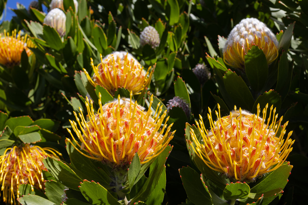 Grevillea 'Big Bird' | fern-like leaves, cotton-candy-pink blossoms - Protea Plants My Store