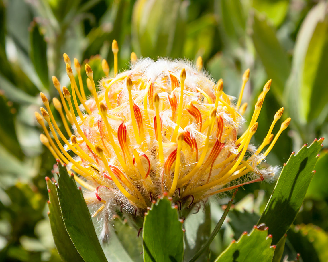 Grevillea 'Big Bird' | fern-like leaves, cotton-candy-pink blossoms - Protea Plants My Store