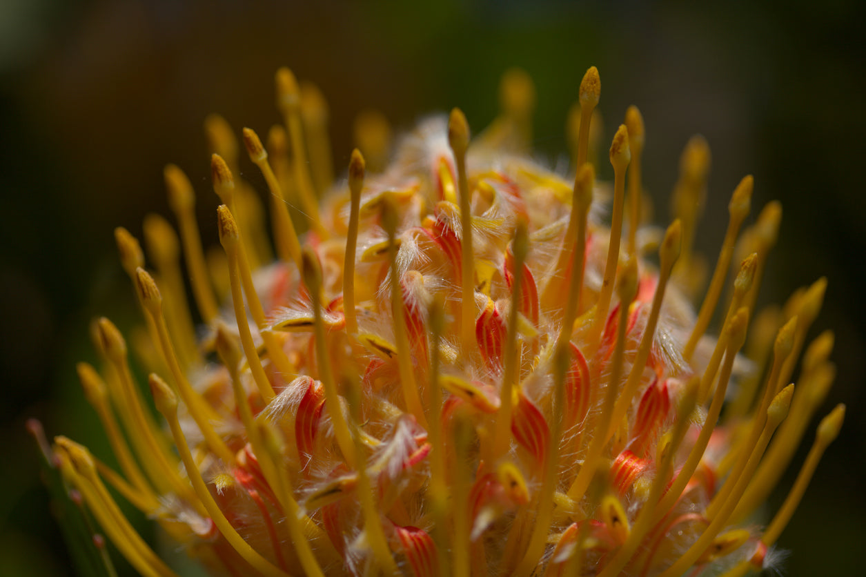 Grevillea 'Big Bird' | fern-like leaves, cotton-candy-pink blossoms - Protea Plants My Store