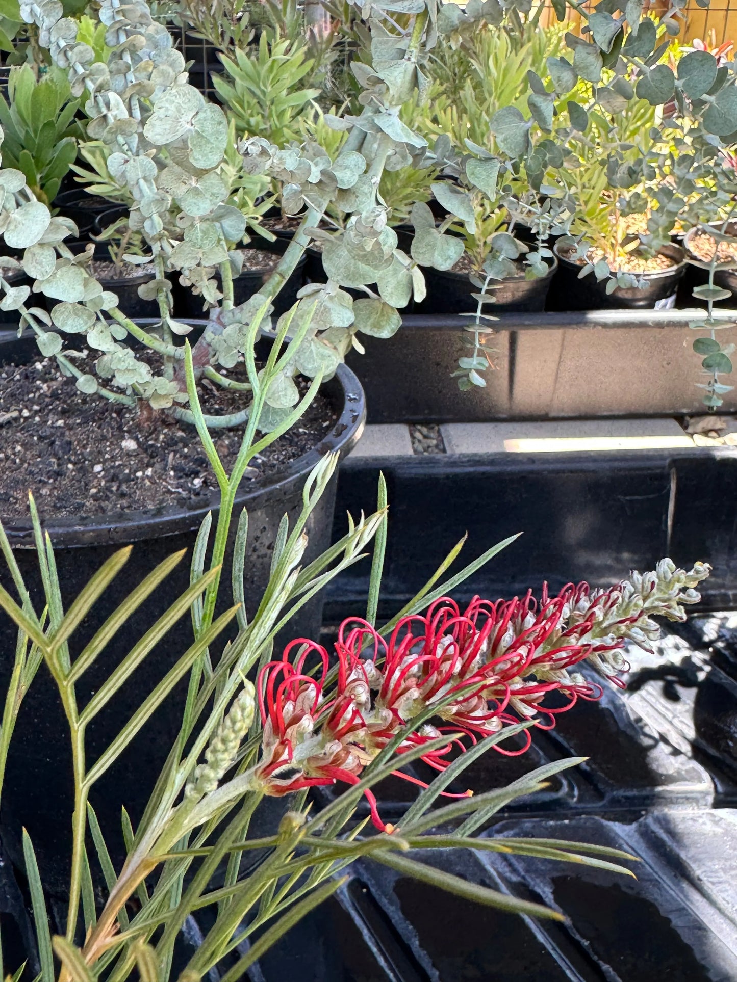 Grevillea 'Kings Celebration' Bonte Farm