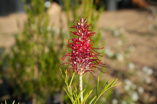 Grevillea 'Kings Celebration': Red Flowering Protea Plant Bonte Farm