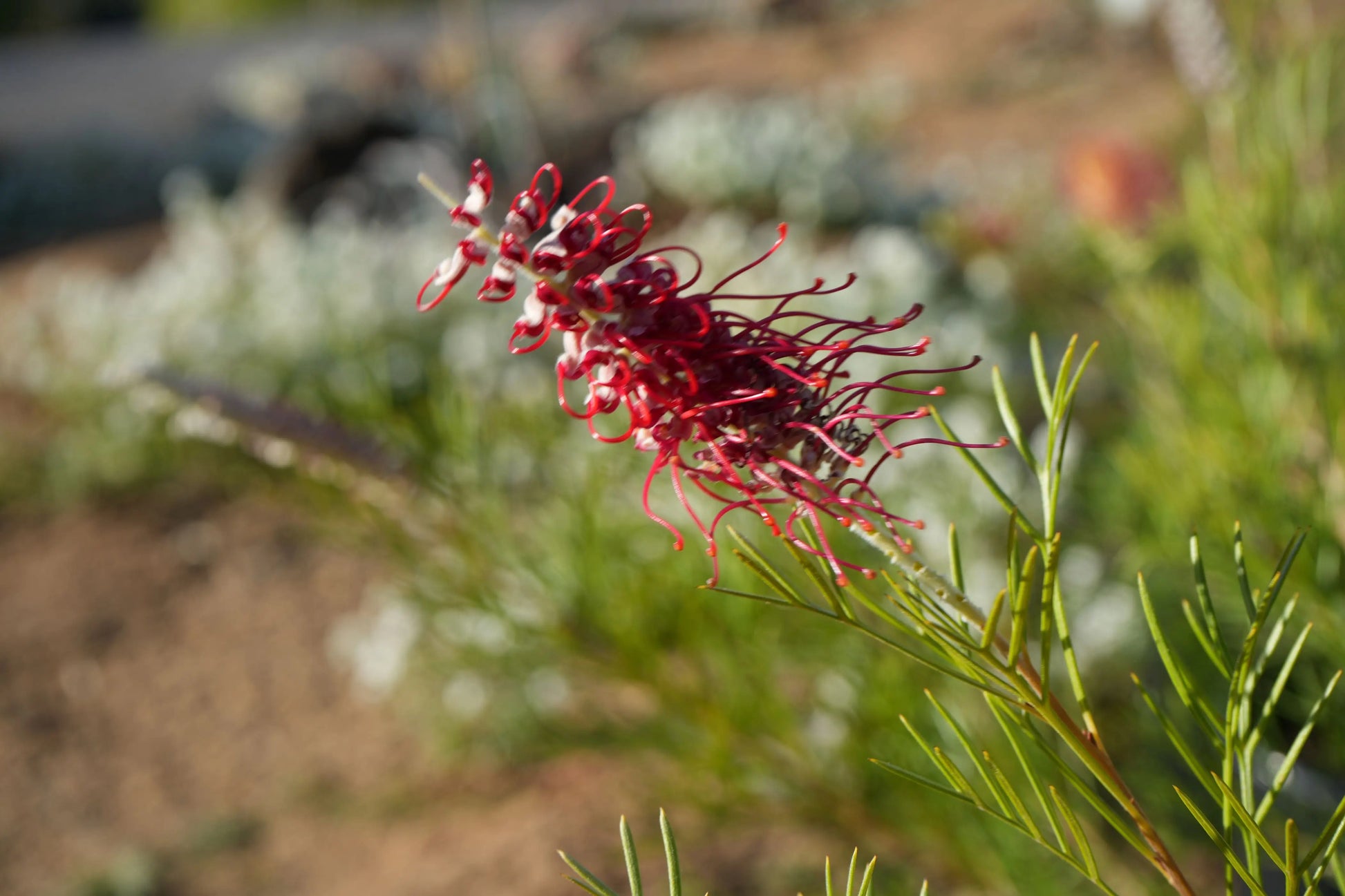 Grevillea 'Kings Celebration': Red Flowering Protea Plant Bonte Farm