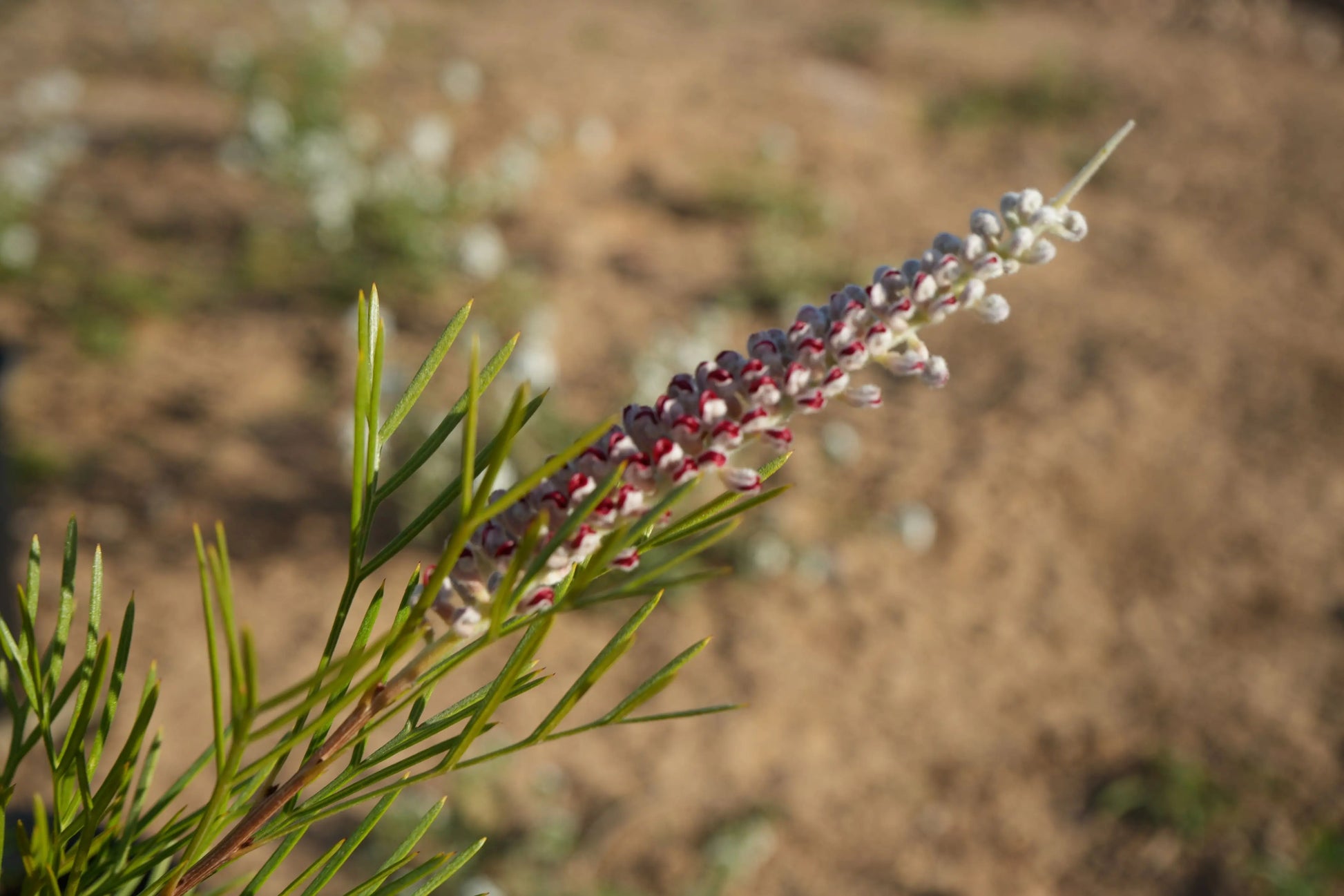 Grevillea 'Kings Celebration': Red Flowering Protea Plant Bonte Farm