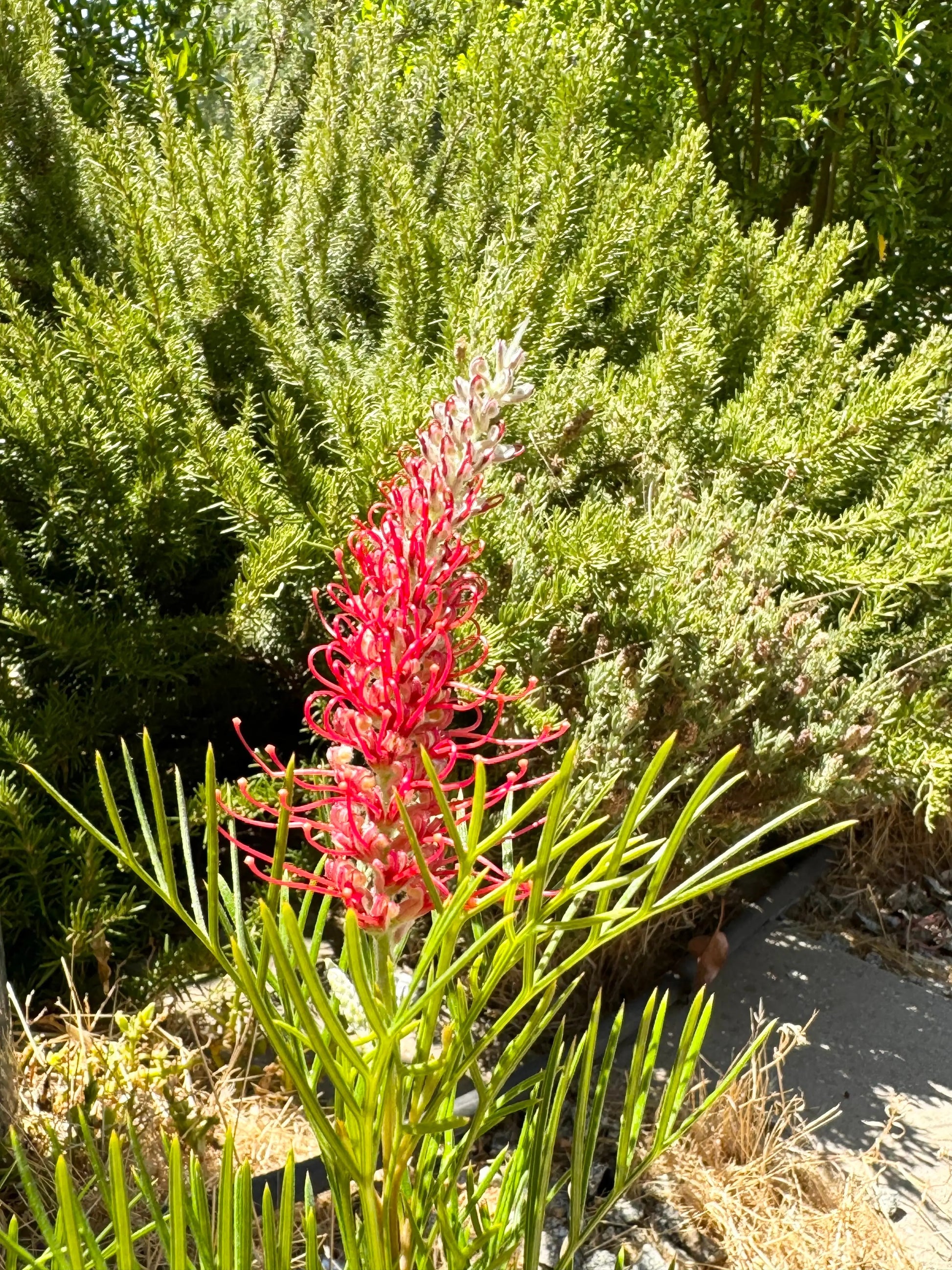 Grevillea 'Kings Celebration' | red yellow flowering protea plants Bonte Farm