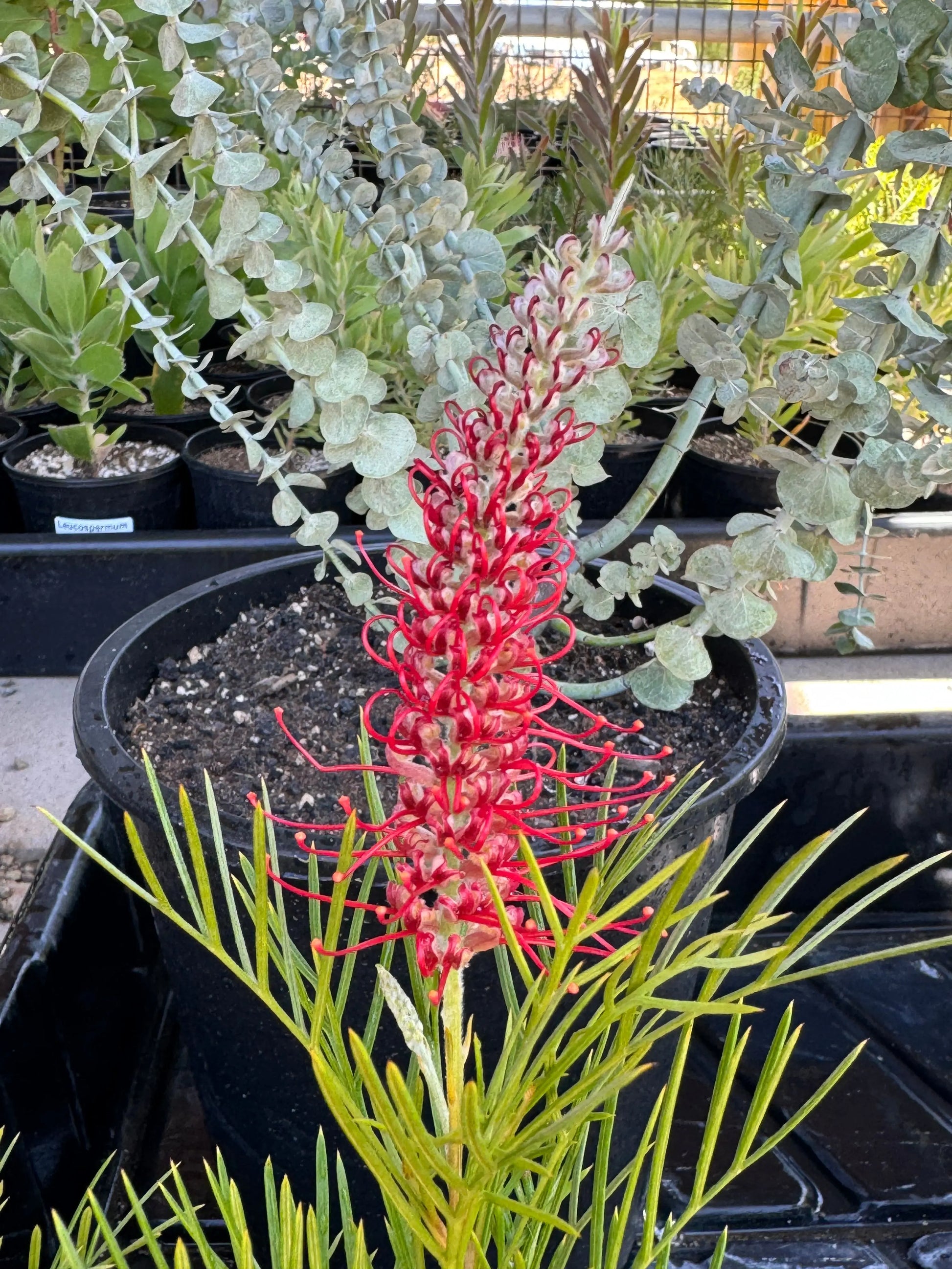 Grevillea 'Kings Celebration' | red yellow flowering protea plants Bonte Farm