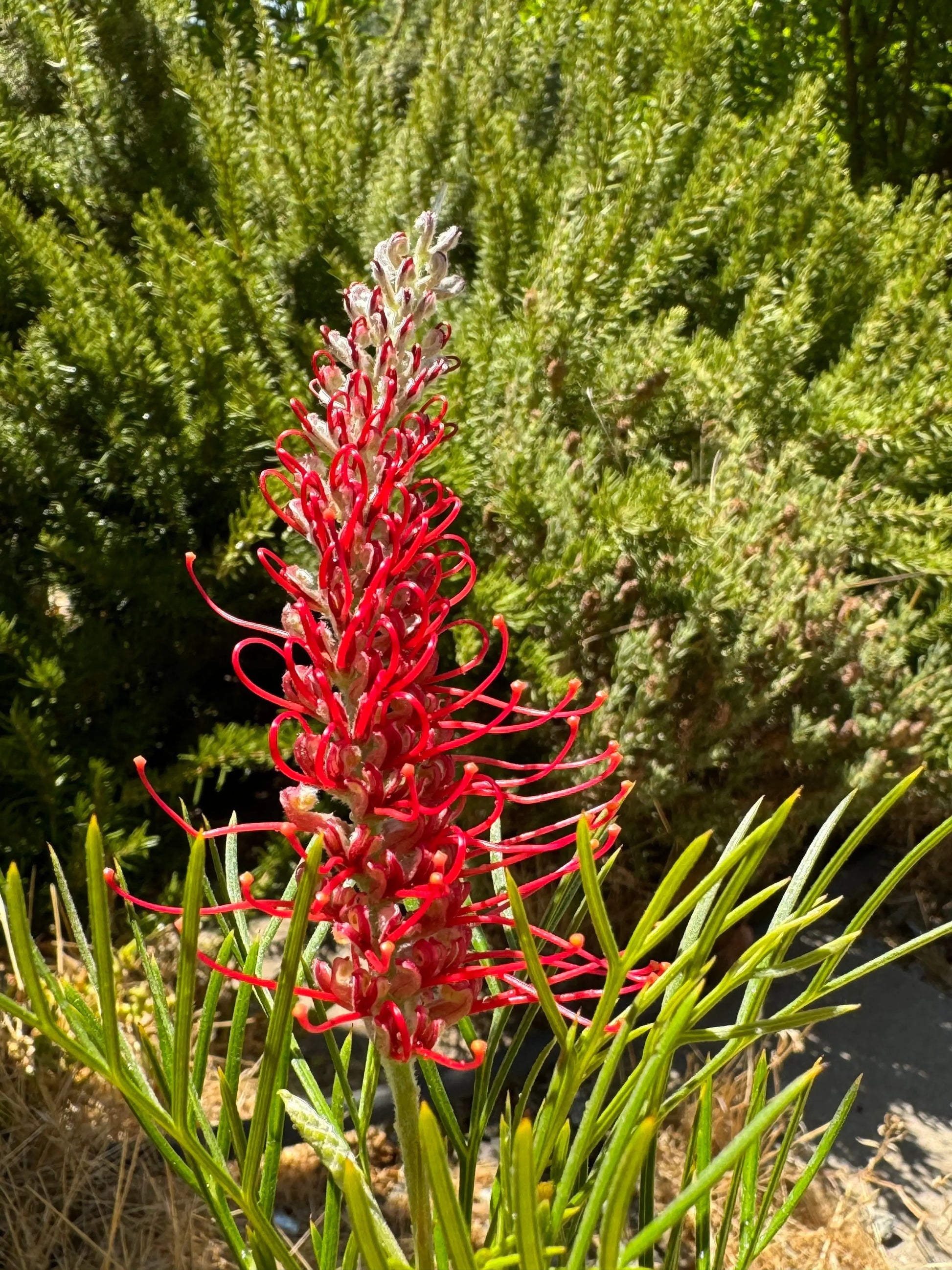 Grevillea 'Kings Celebration' | red yellow flowering protea plants Bonte Farm