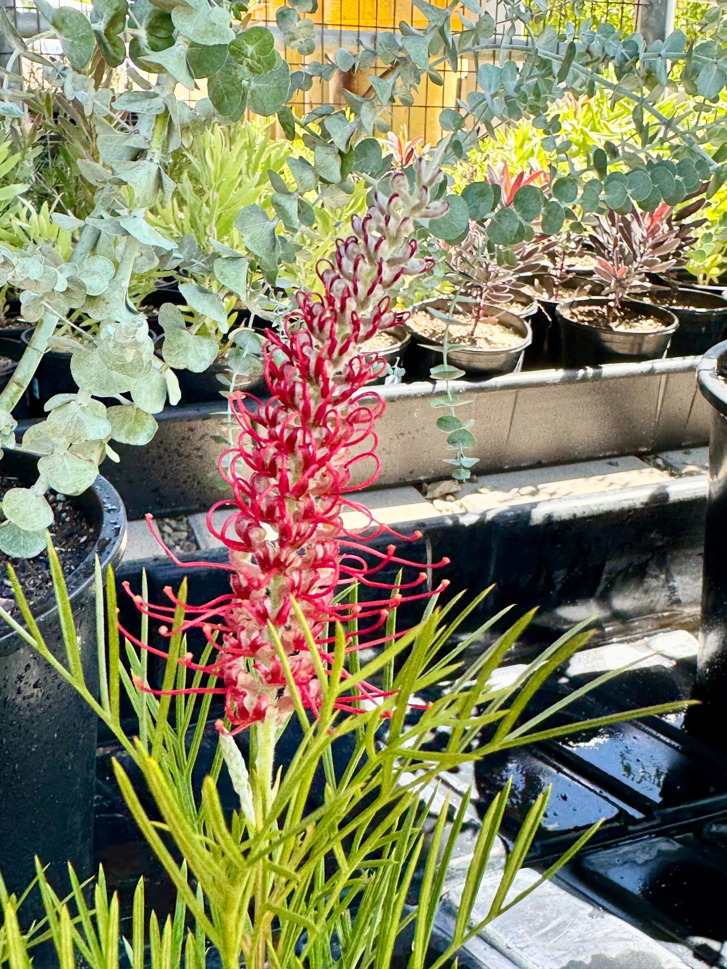 Grevillea 'Kings Celebration' | red yellow flowering protea plants Bonte Farm