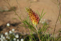 Grevillea Kings Rainbow vibrant red and yellow flower with narrow green leaves outdoors