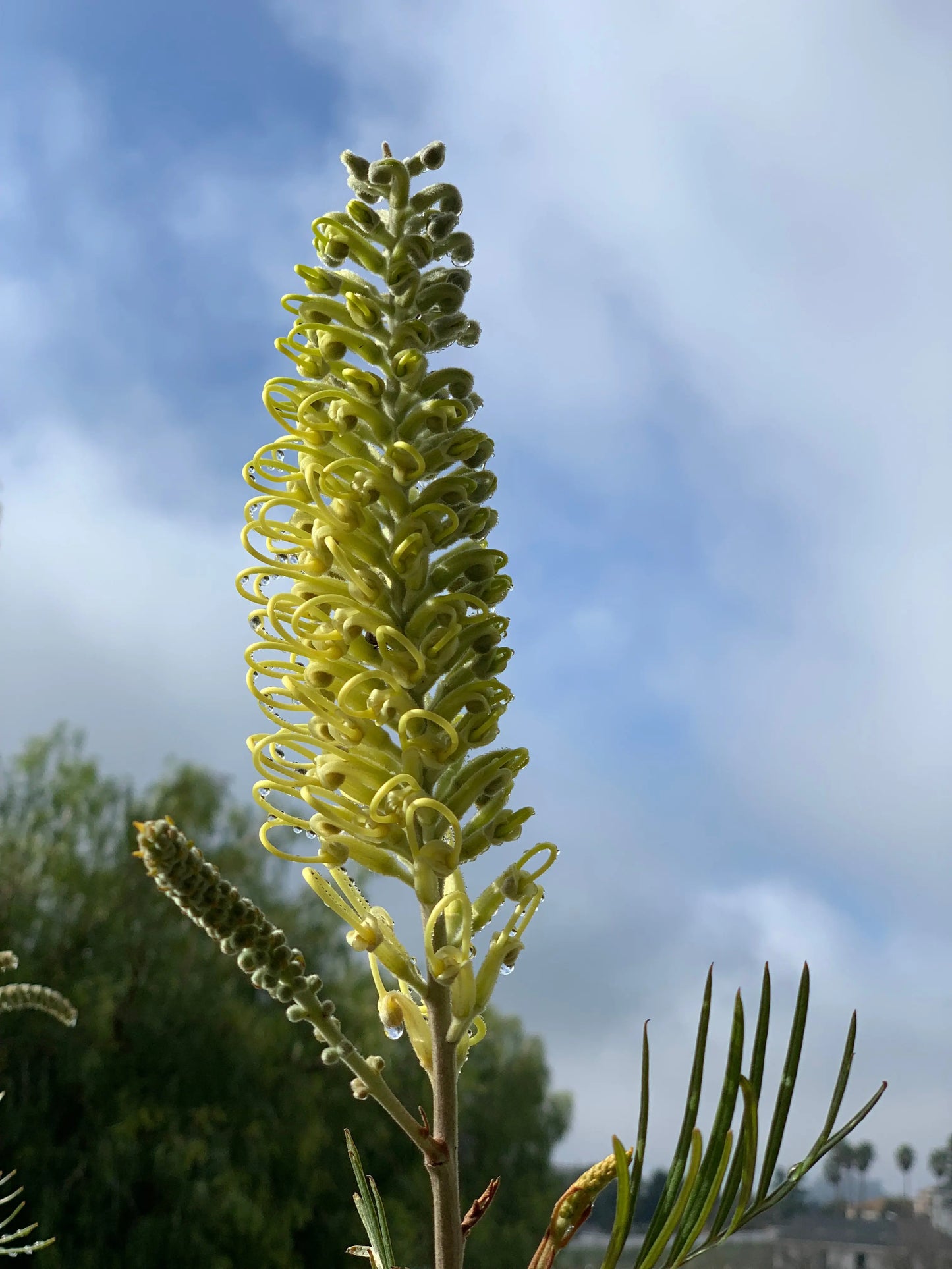 Grevillea 'Moonlight' | silver-green foliage and creamy-white flowers My Store