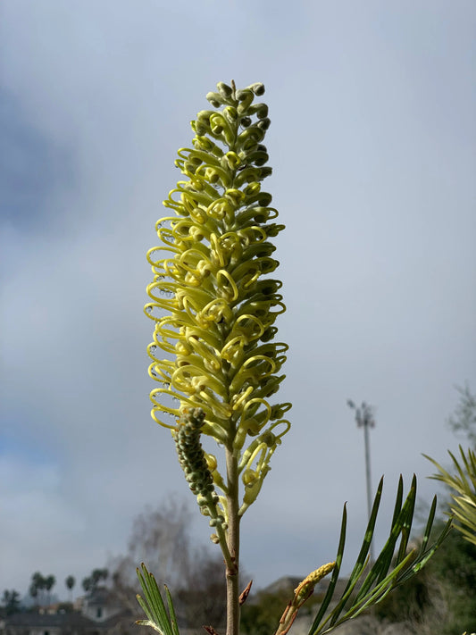 Grevillea 'Moonlight' | silver-green foliage and creamy-white flowers My Store