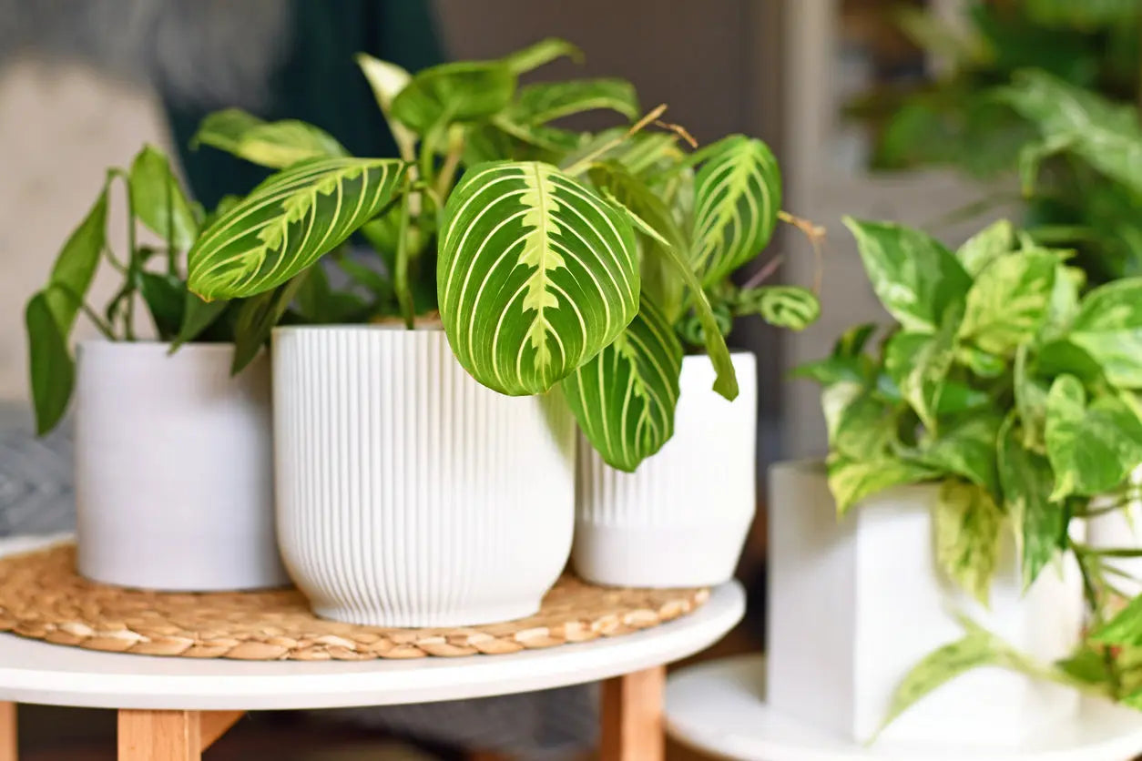 House Plants | Marranta Green My Store