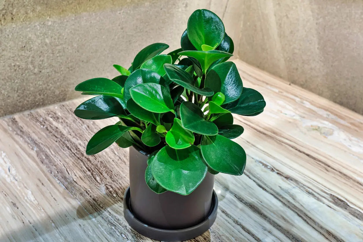 House Plants | Peperomia Variegated Marble My Store