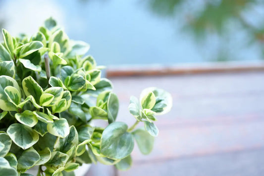 House Plants | Peperomia Variegated Marble My Store