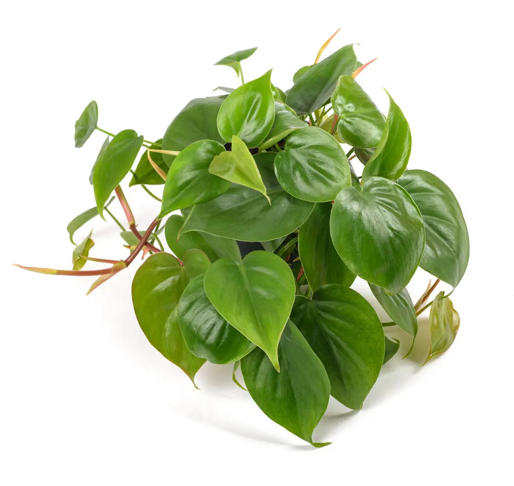 House Plants | Philodendron Cordatum My Store